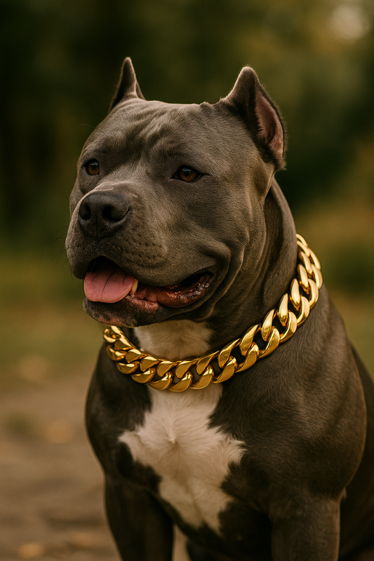 Wiskers & Wag™ BoldBond™ Stainless Steel Collar